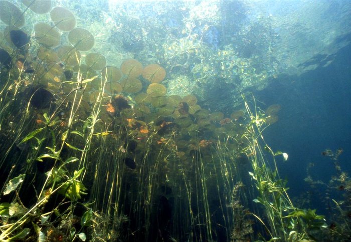 img503.jpg (153.52 KiB) 1997 mal betrachtet Seerosen