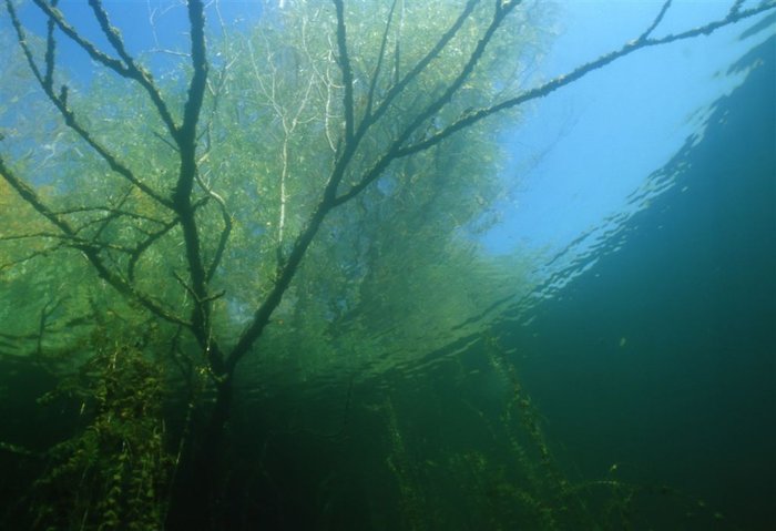 Am versunkenen Baum
