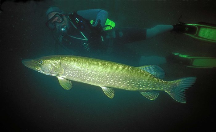 Im Uferbereich schwimmen große Karpfen .  Große Hechte sieht man selten. Wer Glück hat begegnet einem Waller.